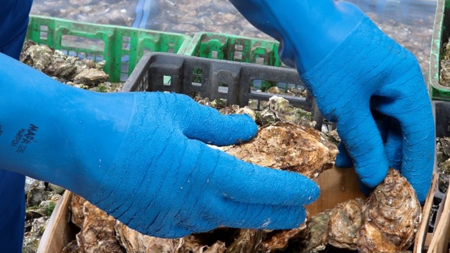 Harpon 326 Food Industry Gloves by Mapa Professional